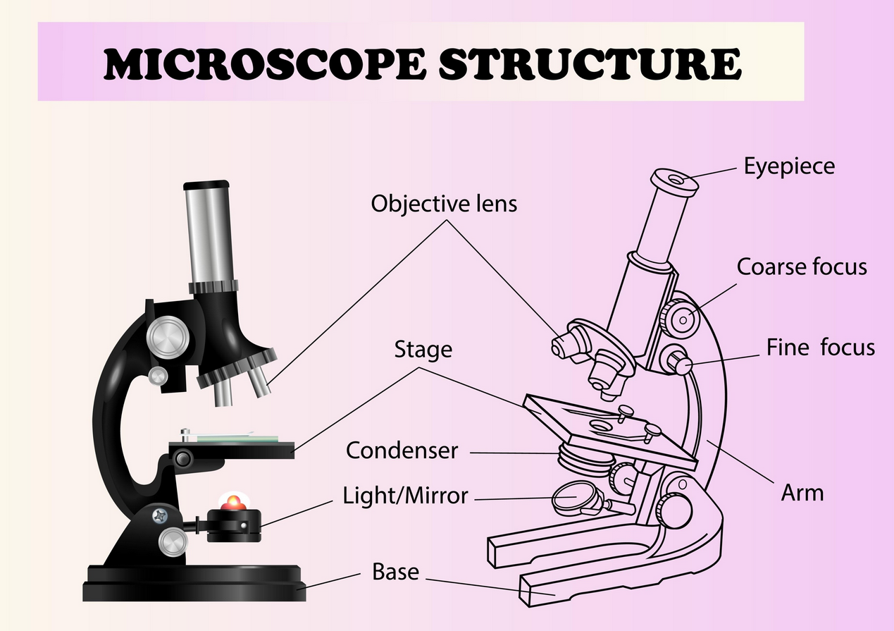 An image of a microscope structure, a student can draw in their SIWES logbook