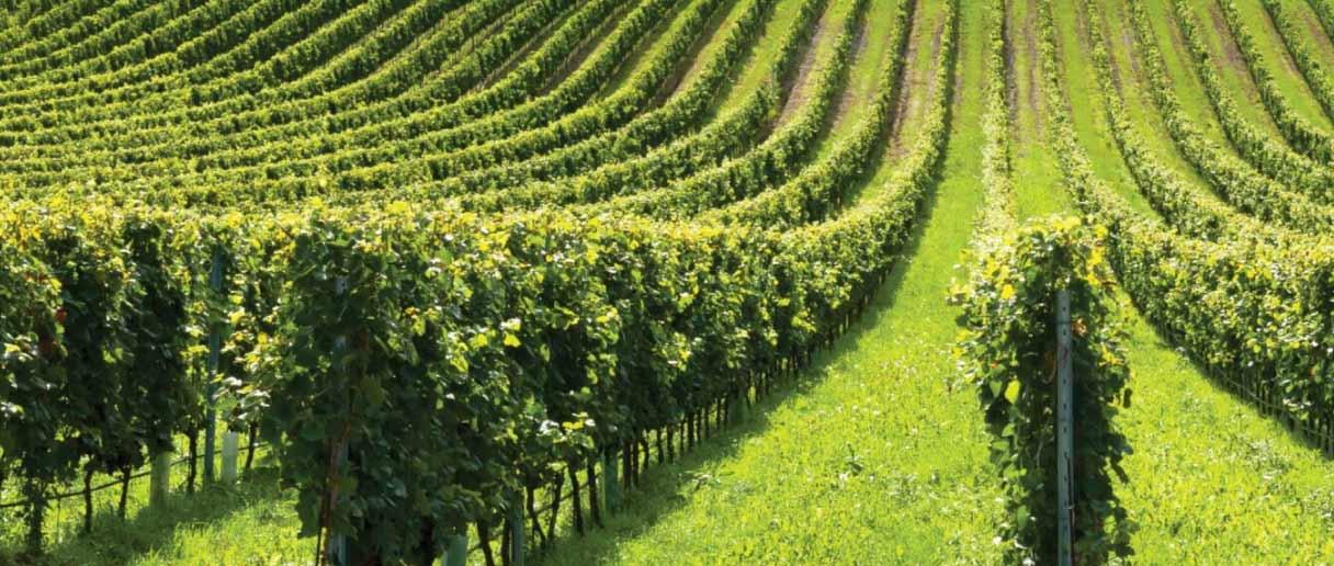 Descubra como facilitar o processo de aramação de vinha e garantir a produtividade da sua plantação