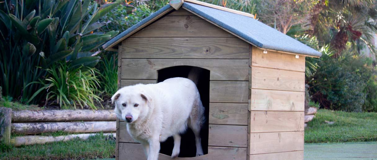 7 razões para escolher casotas para cães em madeira — mantenha o seu pet saudável e feliz
