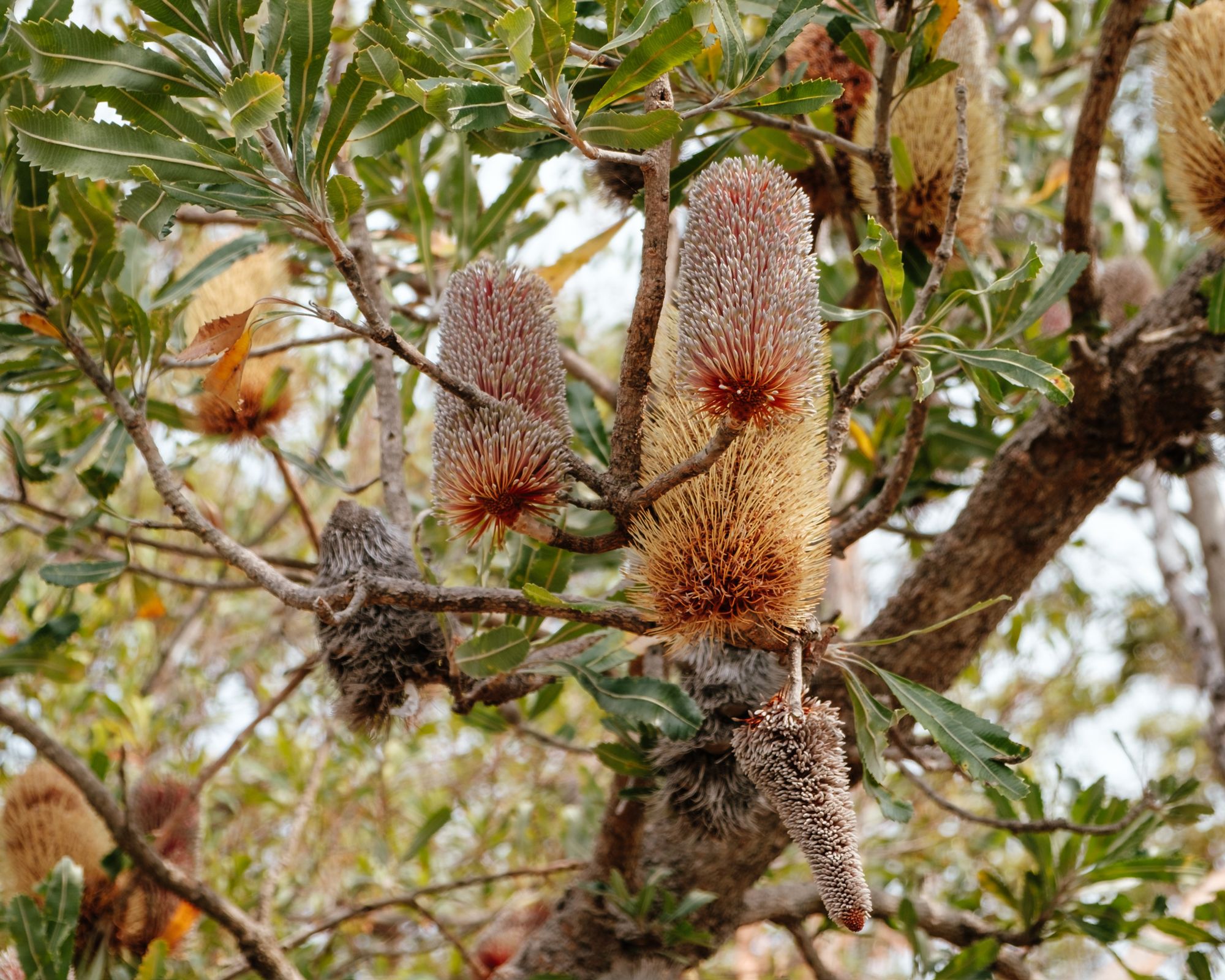 Native Australian flowers 