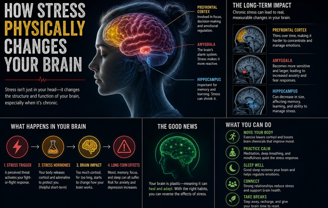How Stress Physically Changes Your Brain