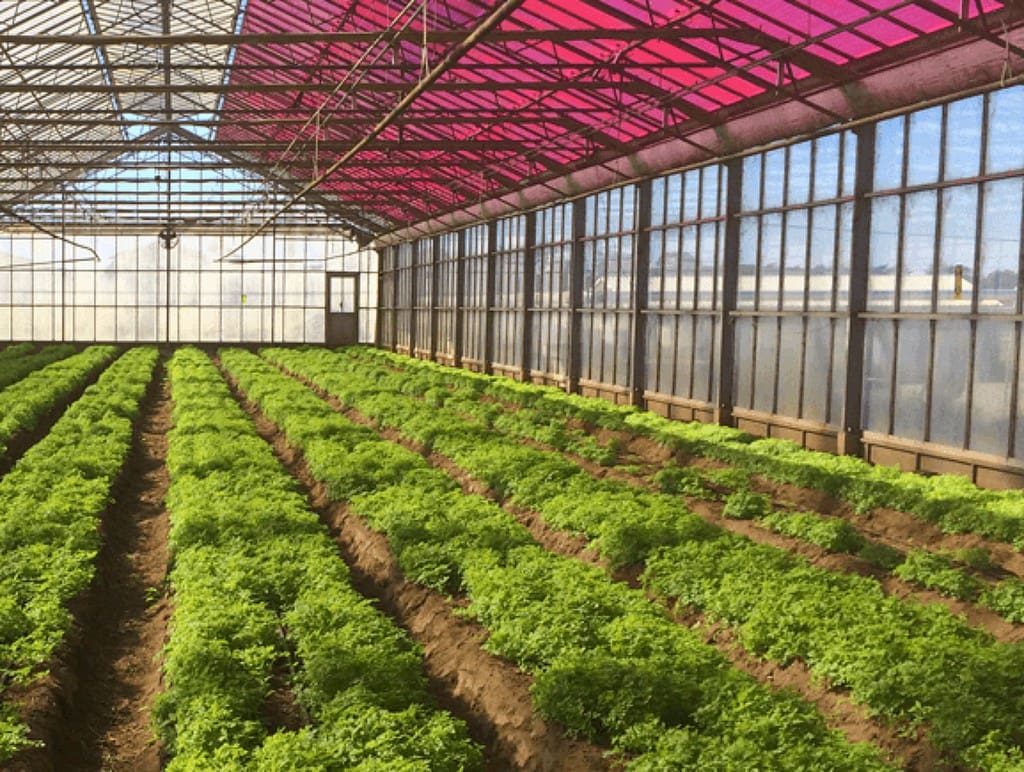 Behind the Smart Greenhouses