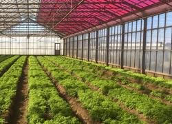 Behind the Smart Greenhouses