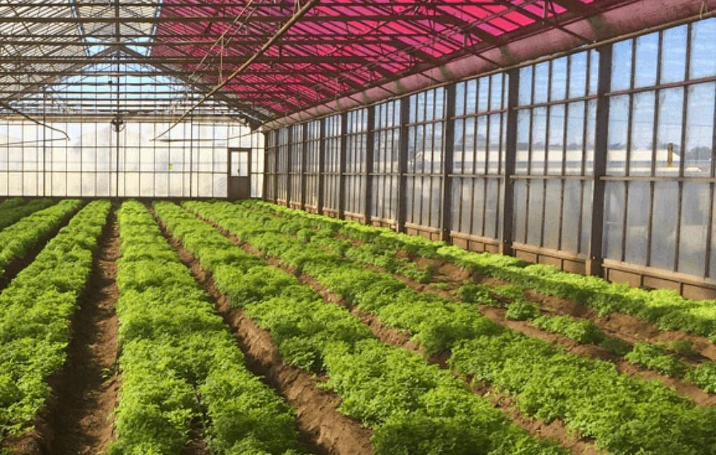 Behind the Smart Greenhouses