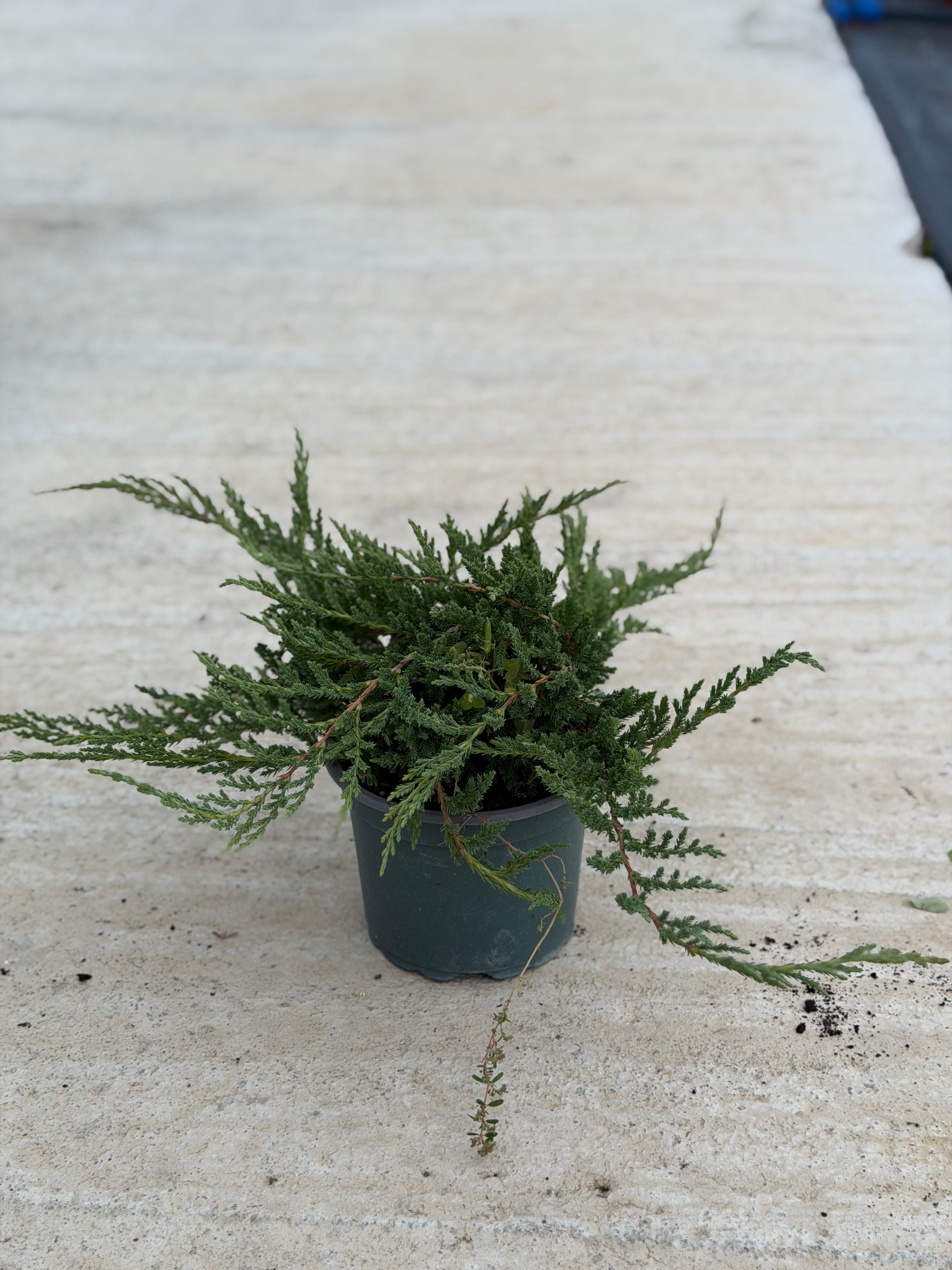 Juniperus Prince of Wales