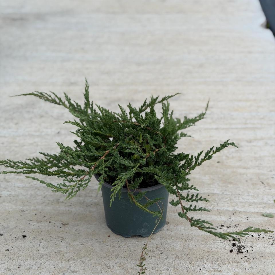 Juniperus Prince of Wales