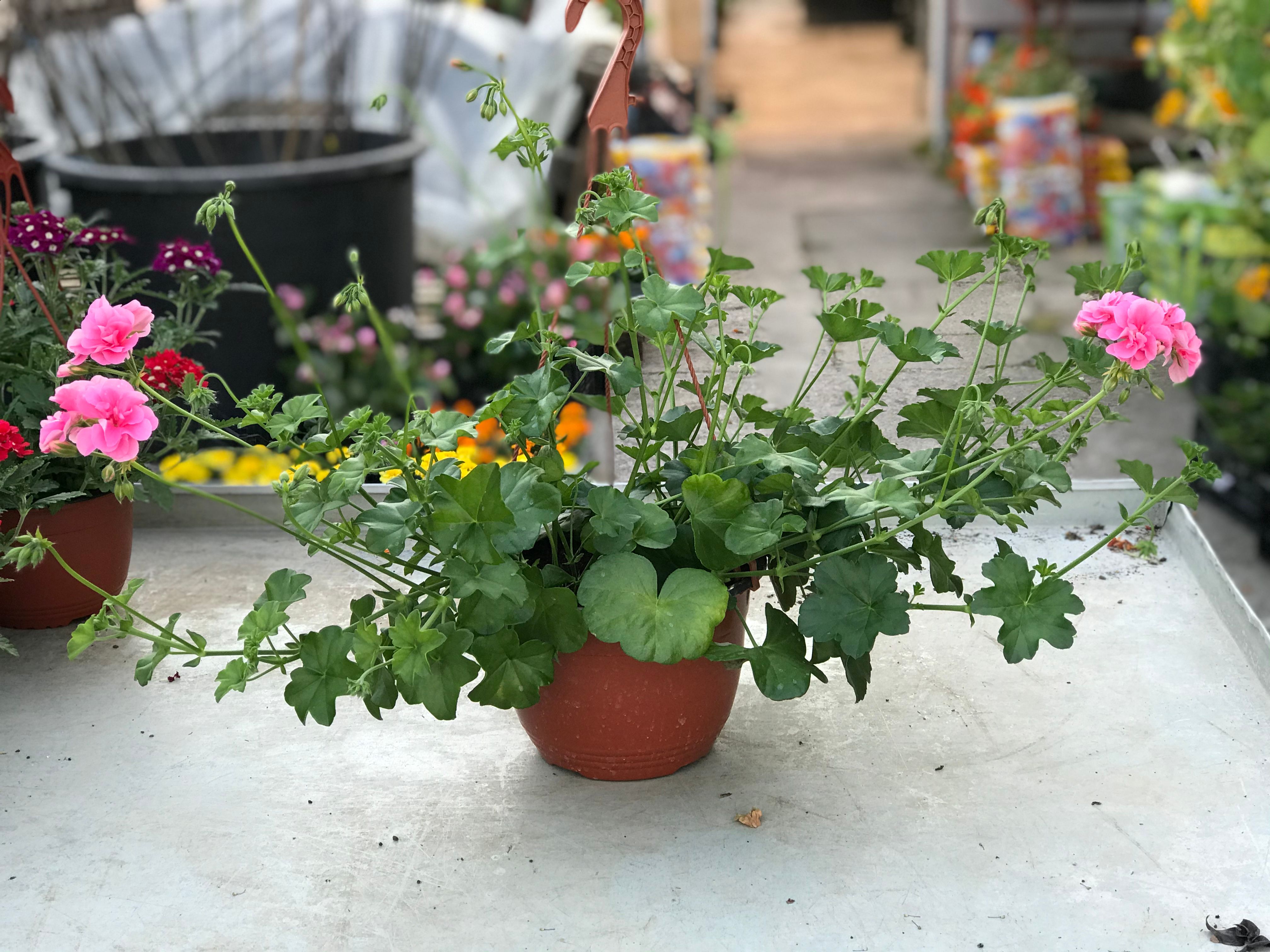 Pelargonija