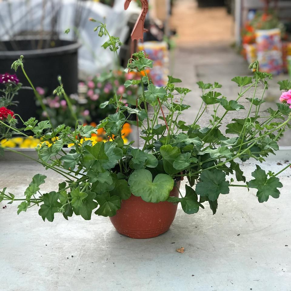 Pelargonija