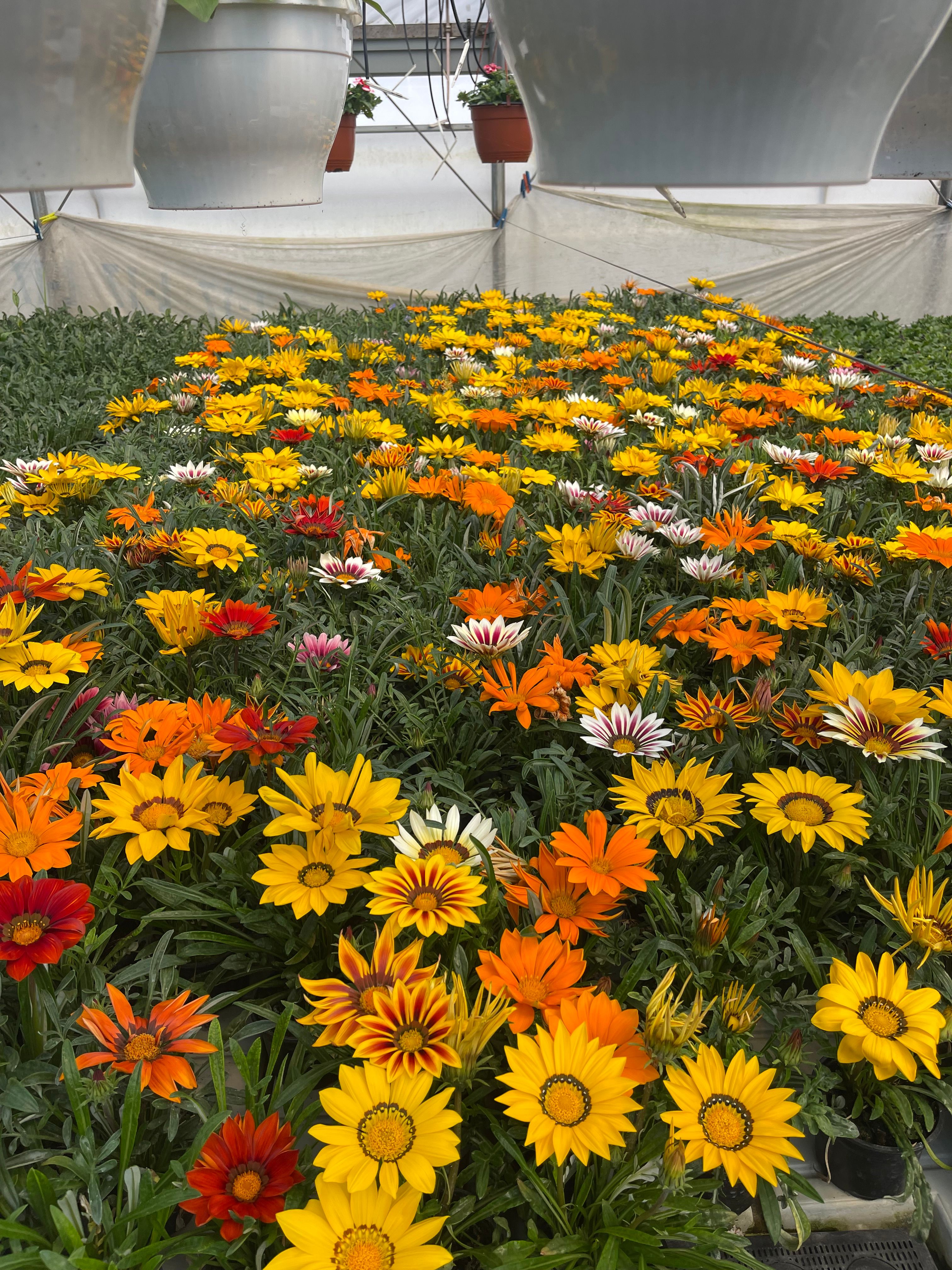 Gazanija