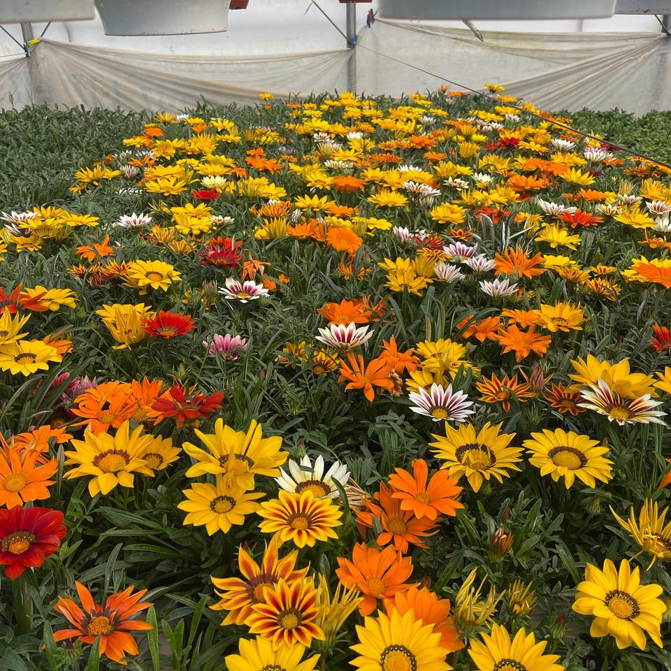 Gazanija