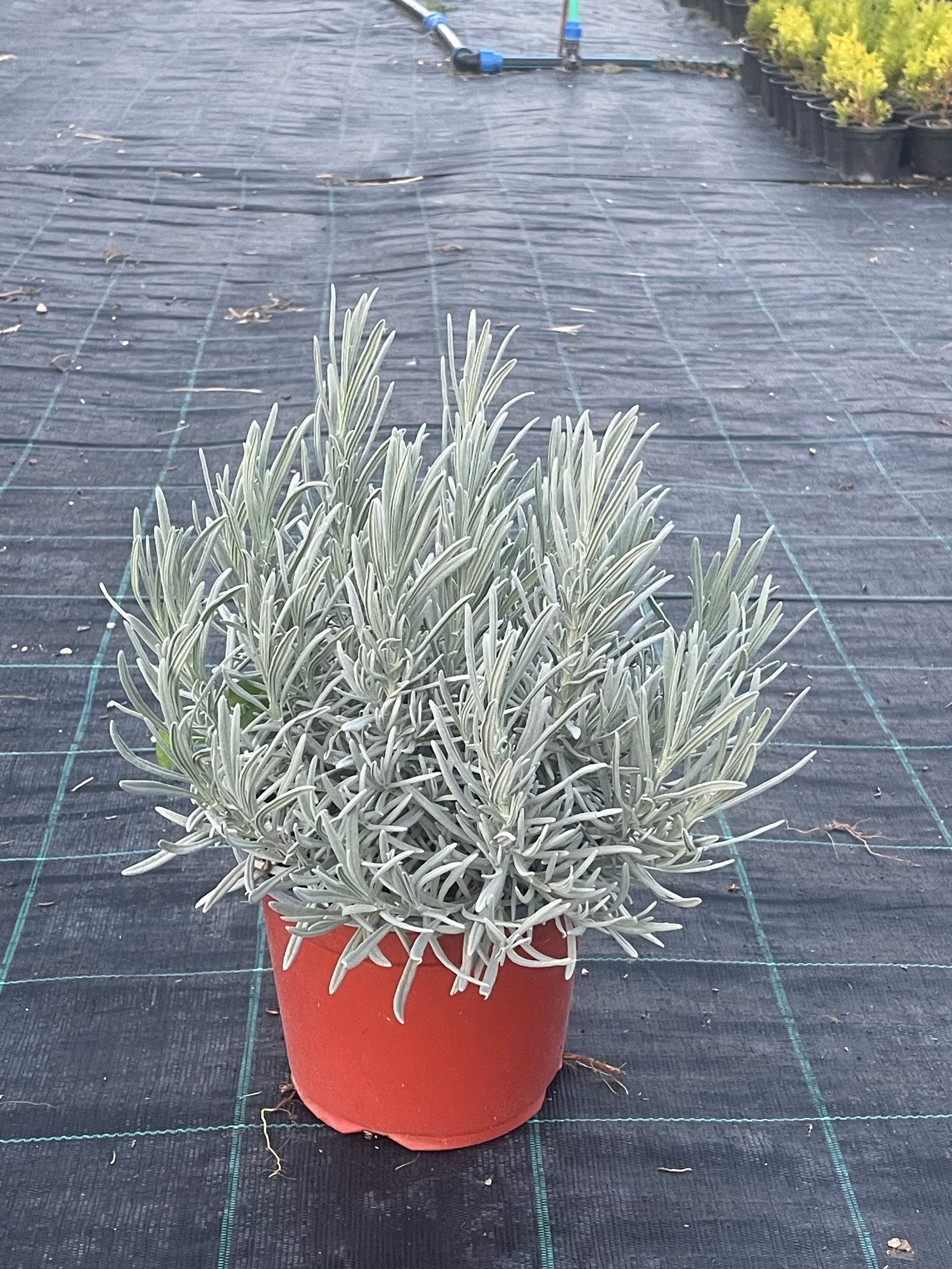 Lavanda Vera