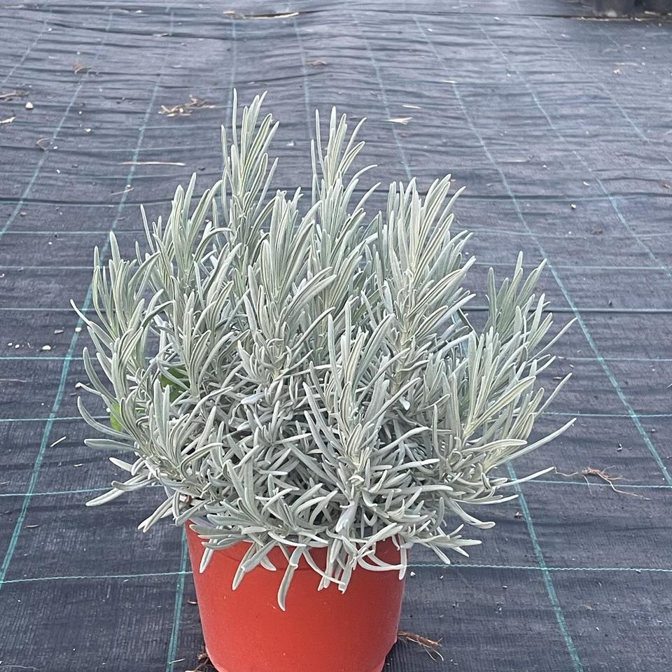 Lavanda Vera