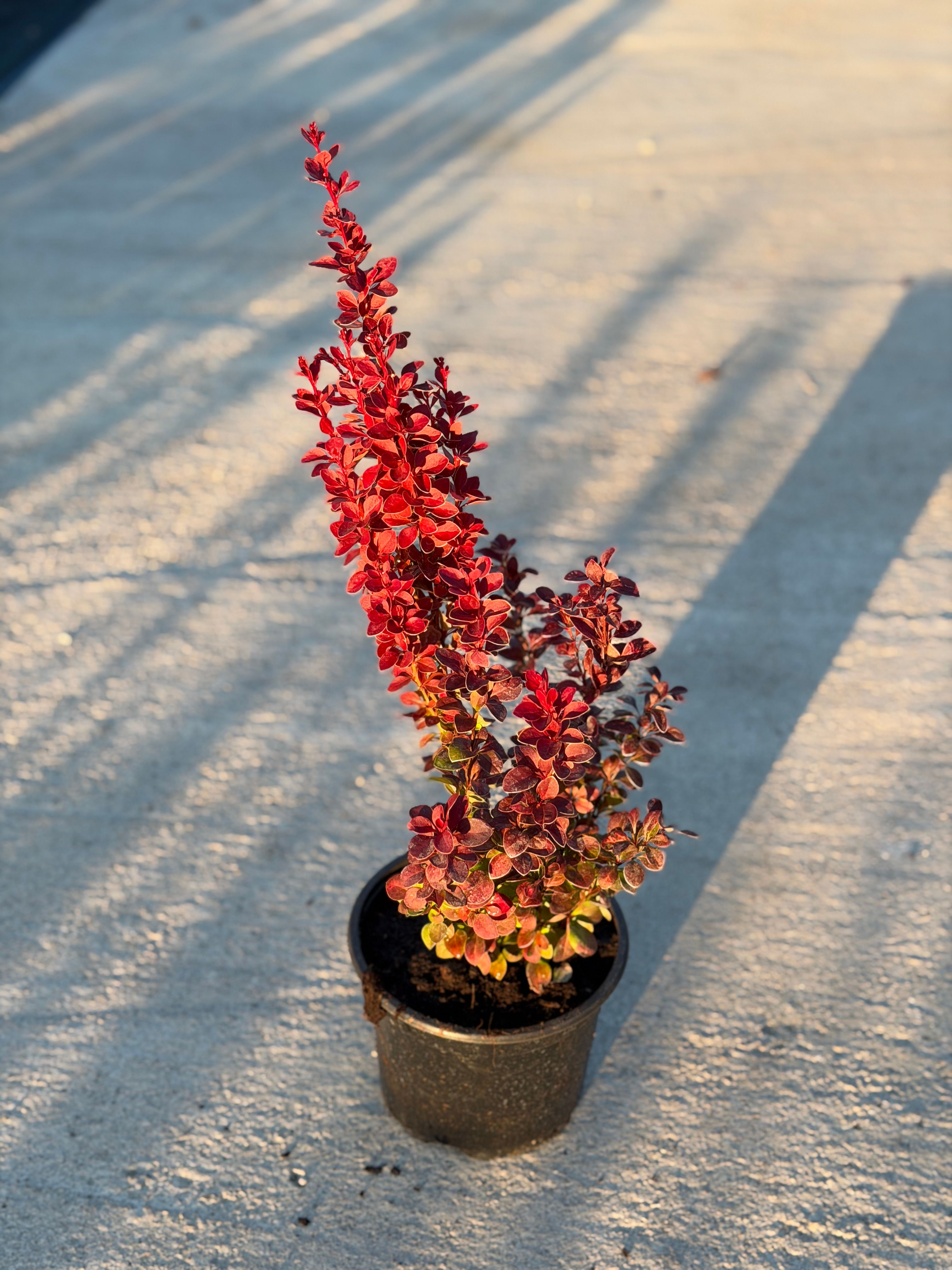 Berberis Orange Rocket
