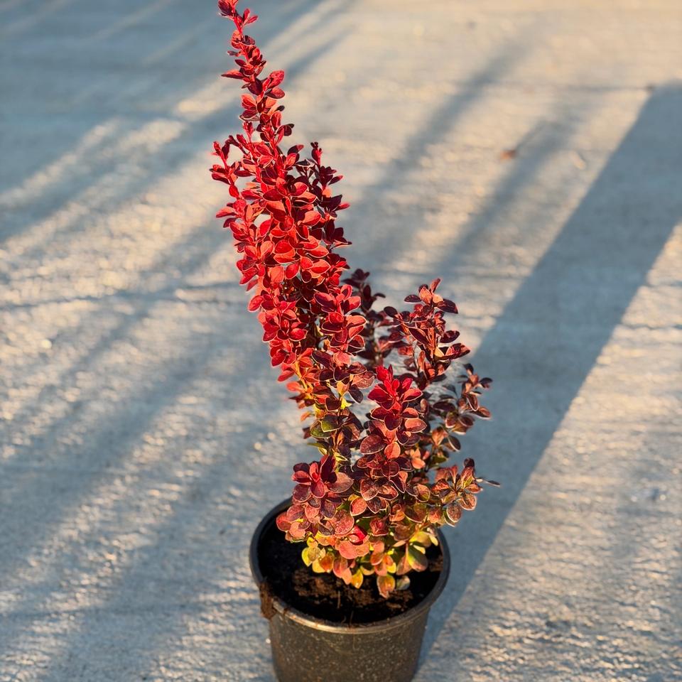 Berberis Orange Rocket