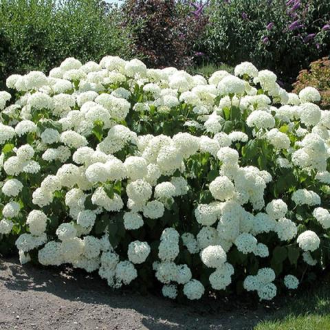 Hortenzija
