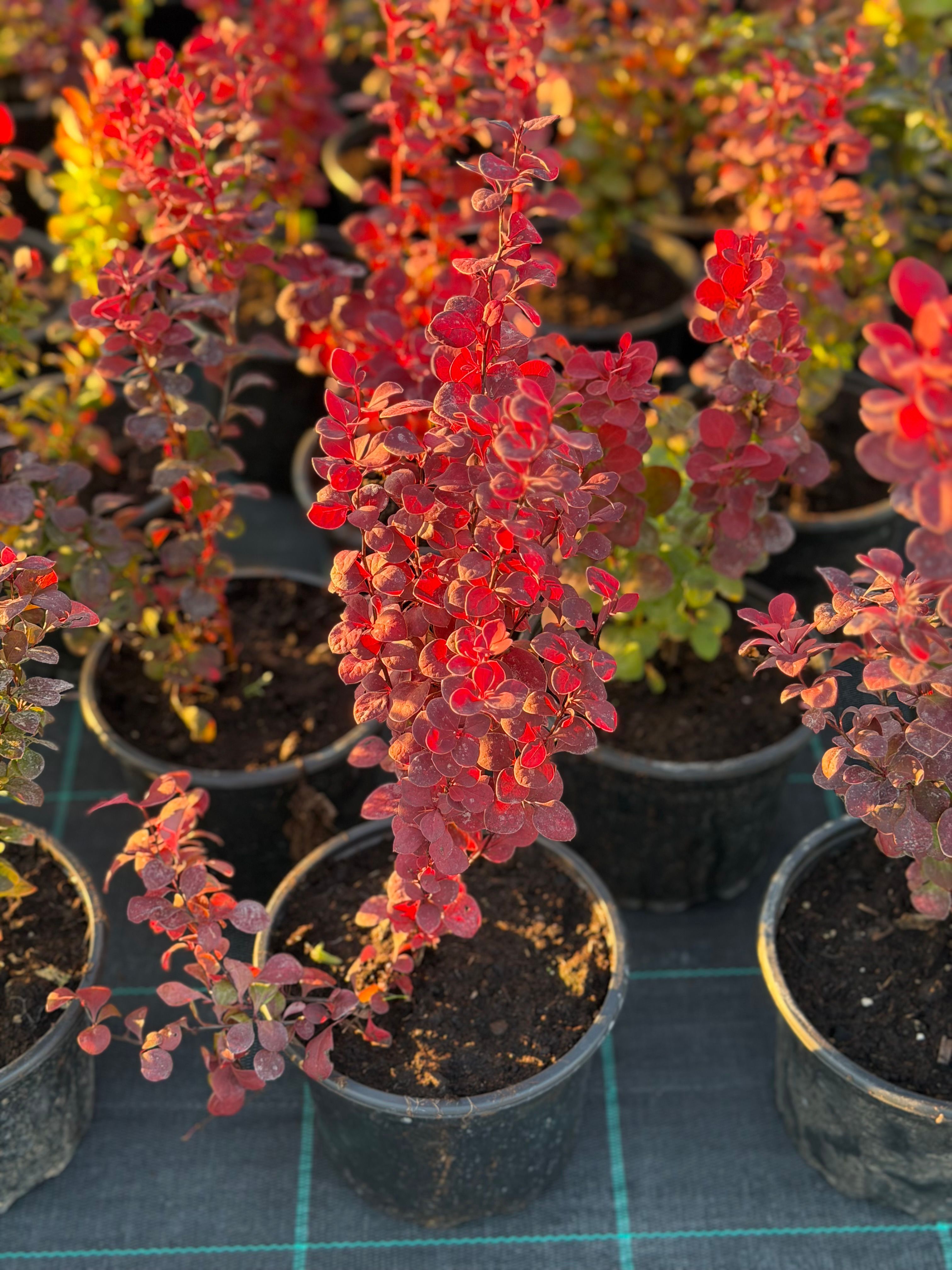 Berberis Orange Rocket