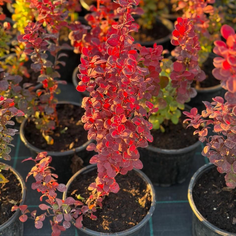 Berberis Orange Rocket