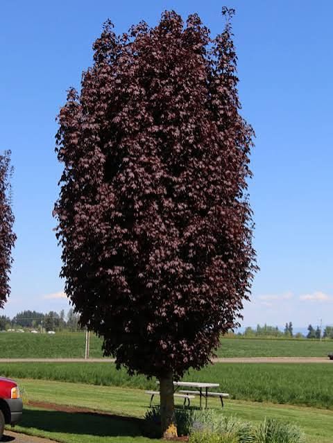 Crimson Sentry