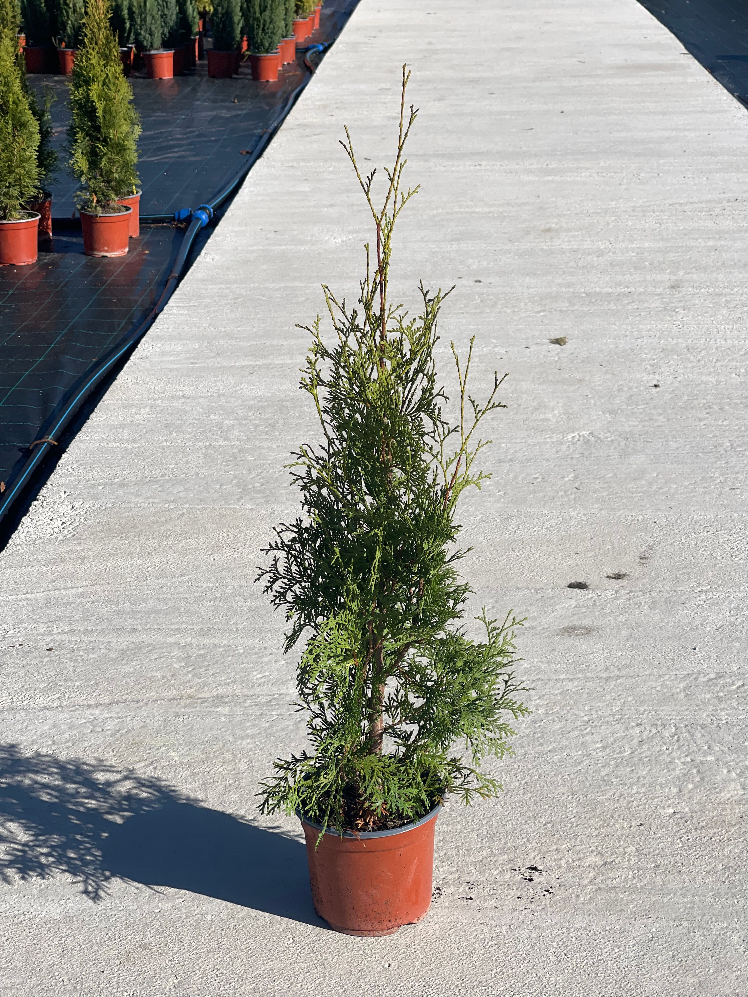 Tuja Columna