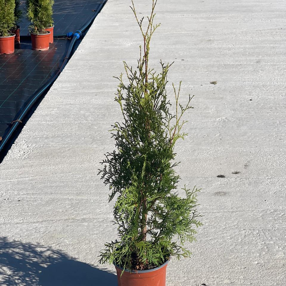 Tuja Columna
