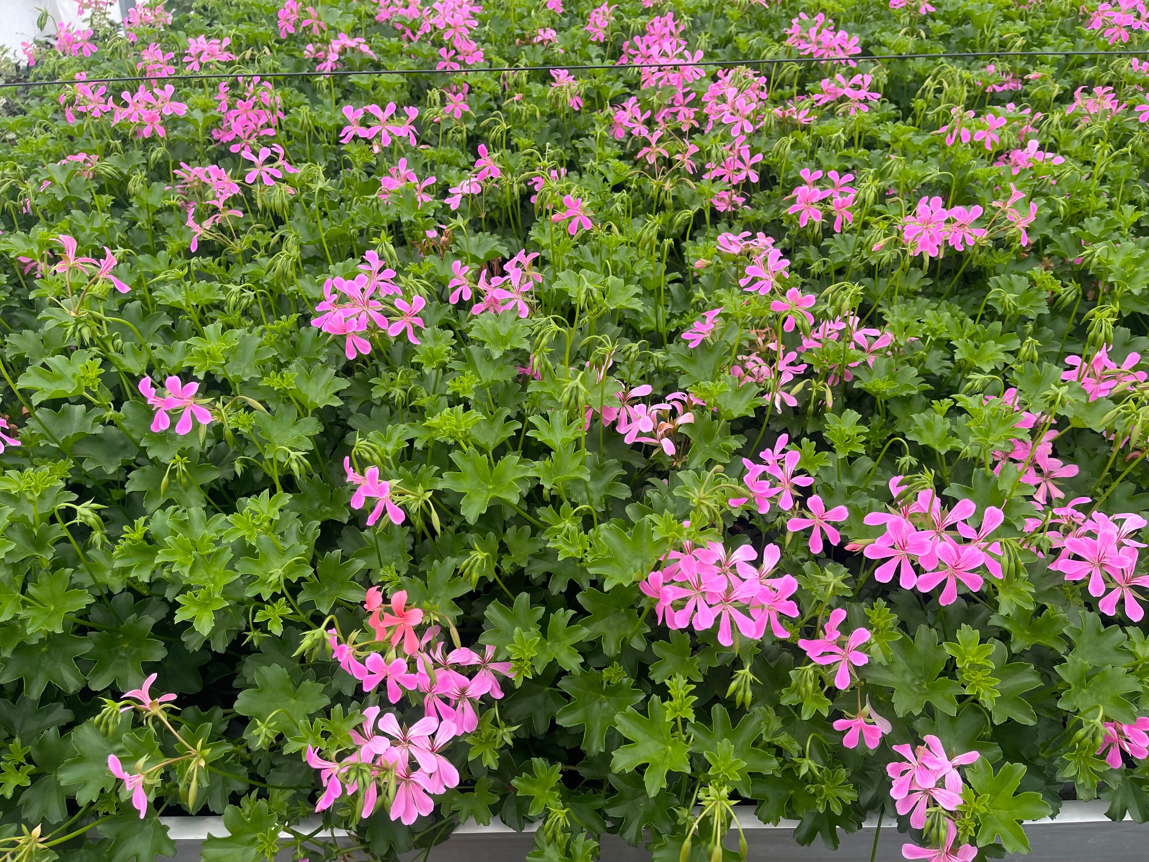 Pelargonija
