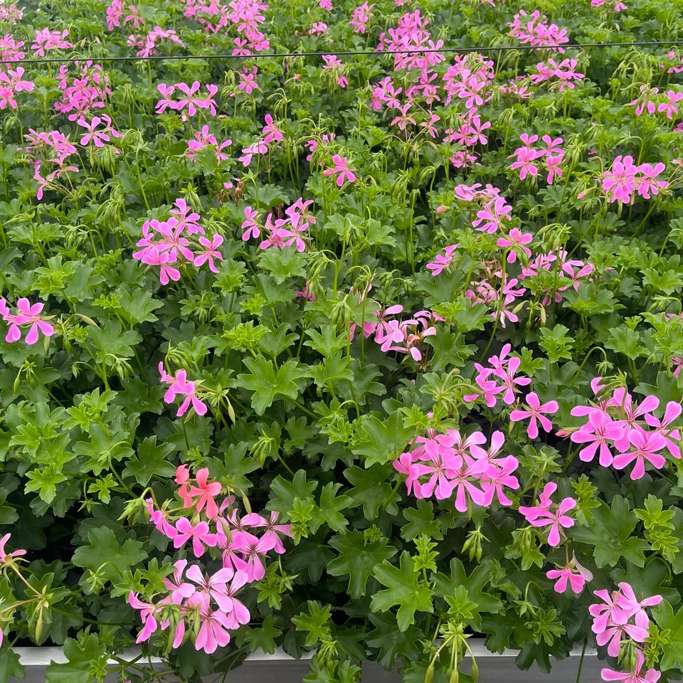 Pelargonija