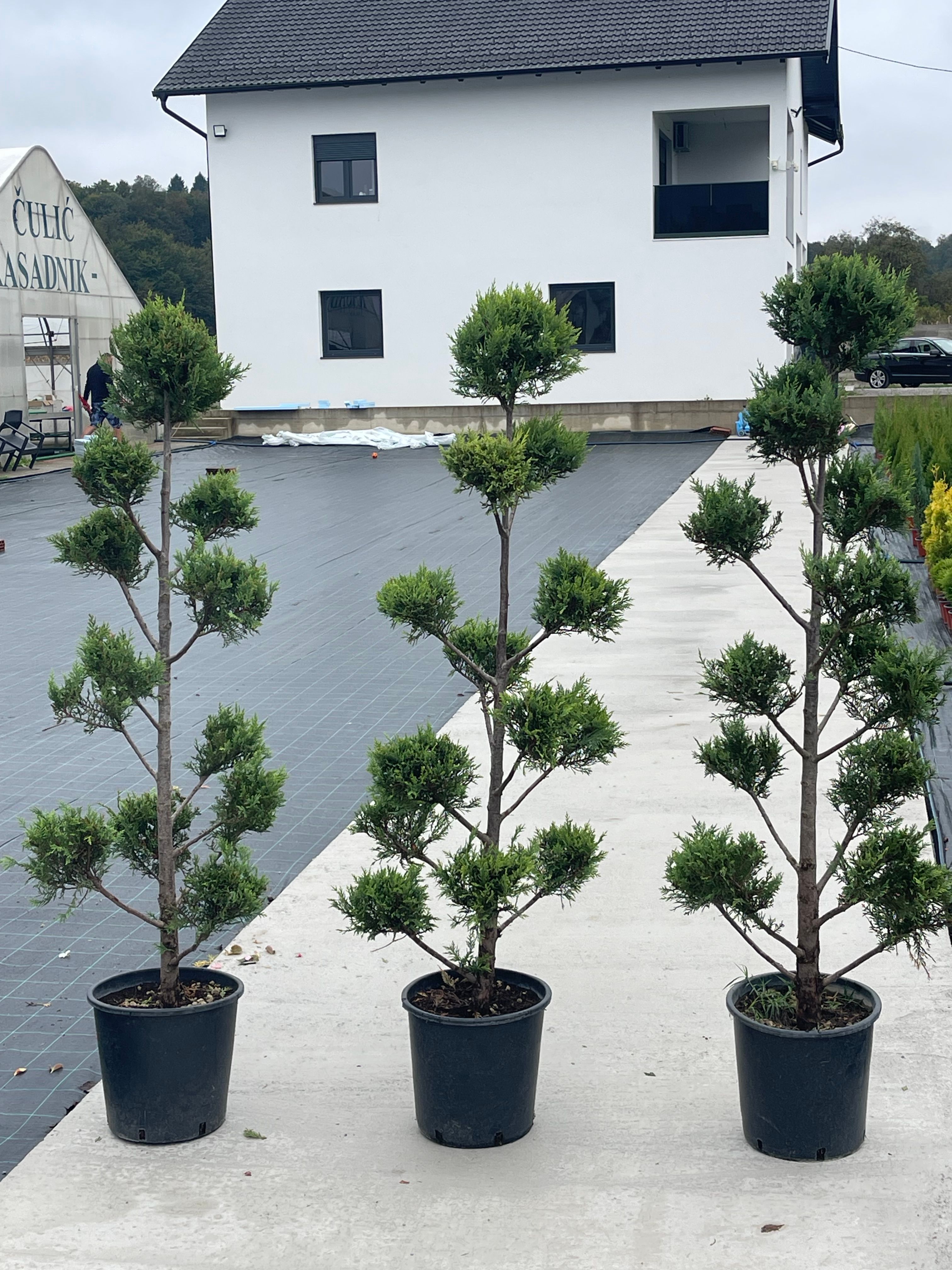 Leylandii pom-pon