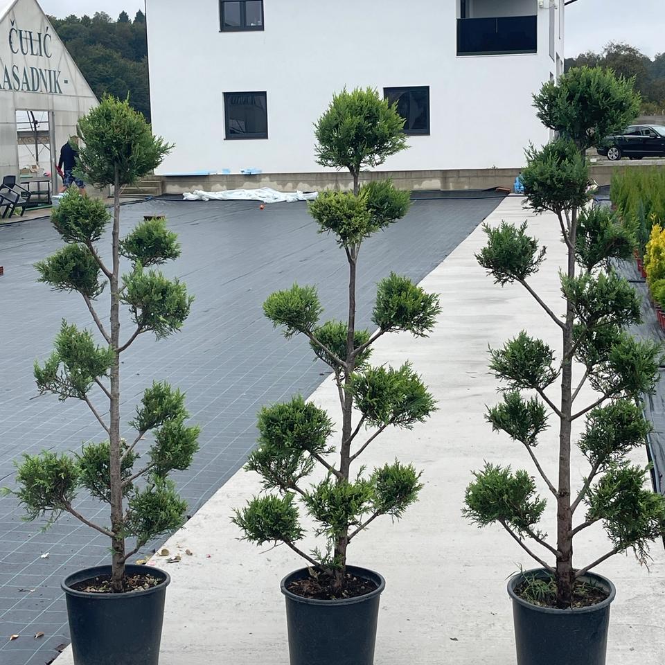 Leylandii pom-pon