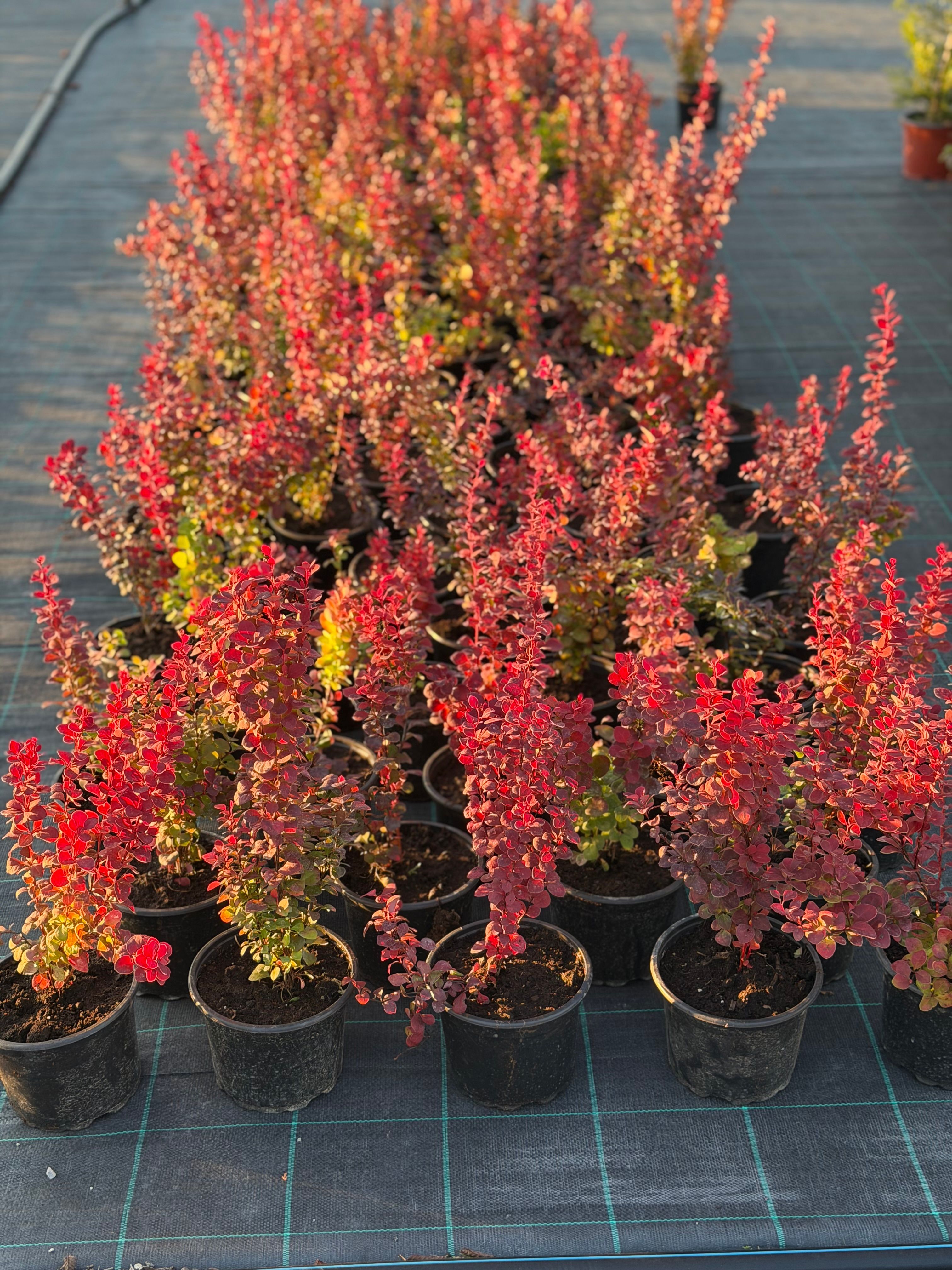 Berberis Orange Rocket