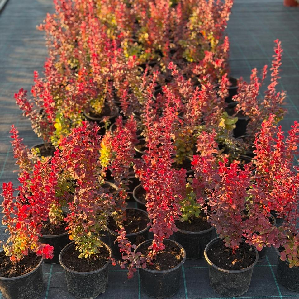 Berberis Orange Rocket