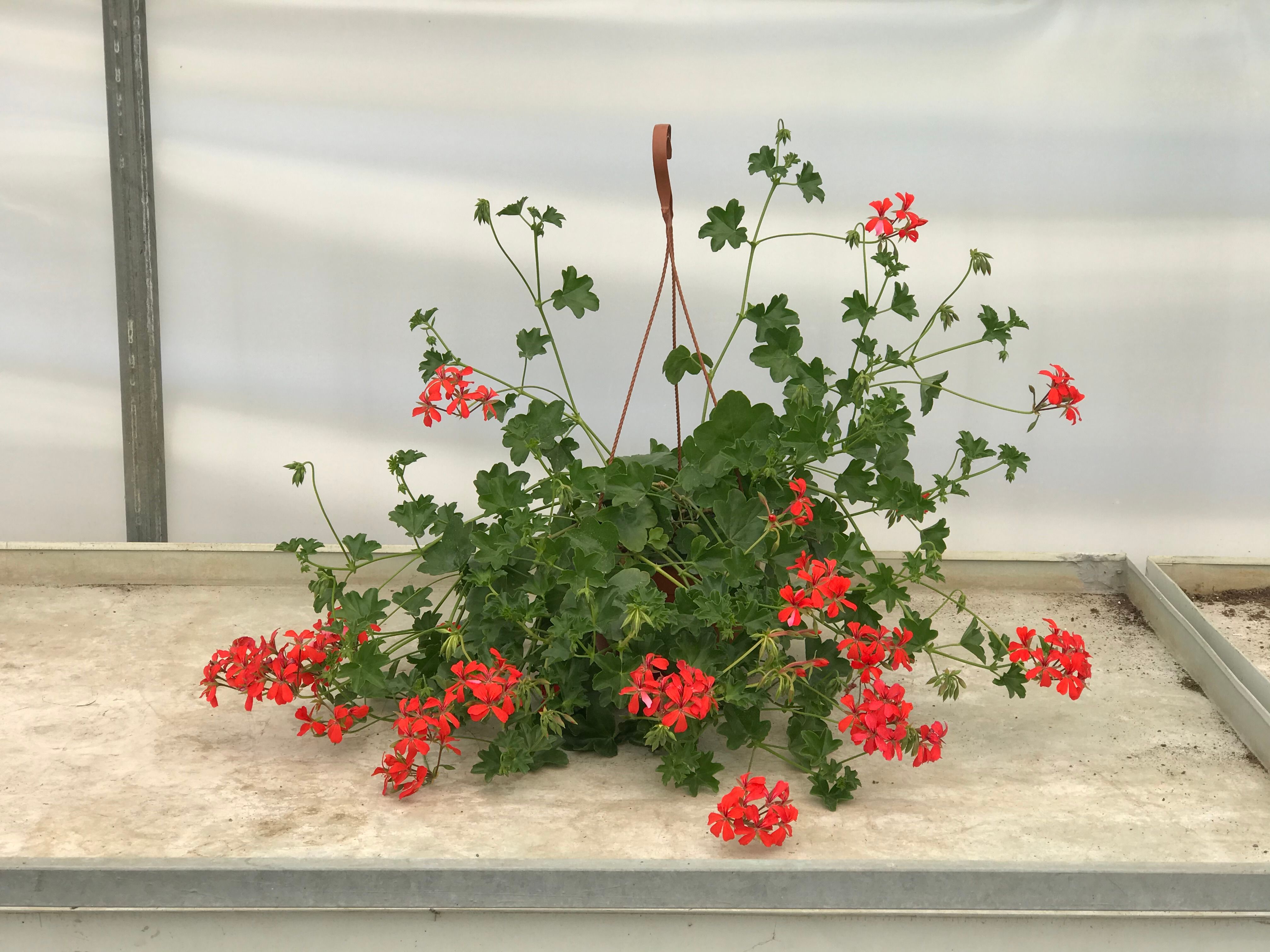 Pelargonija