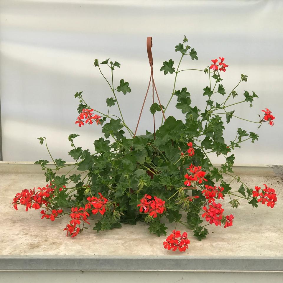Pelargonija