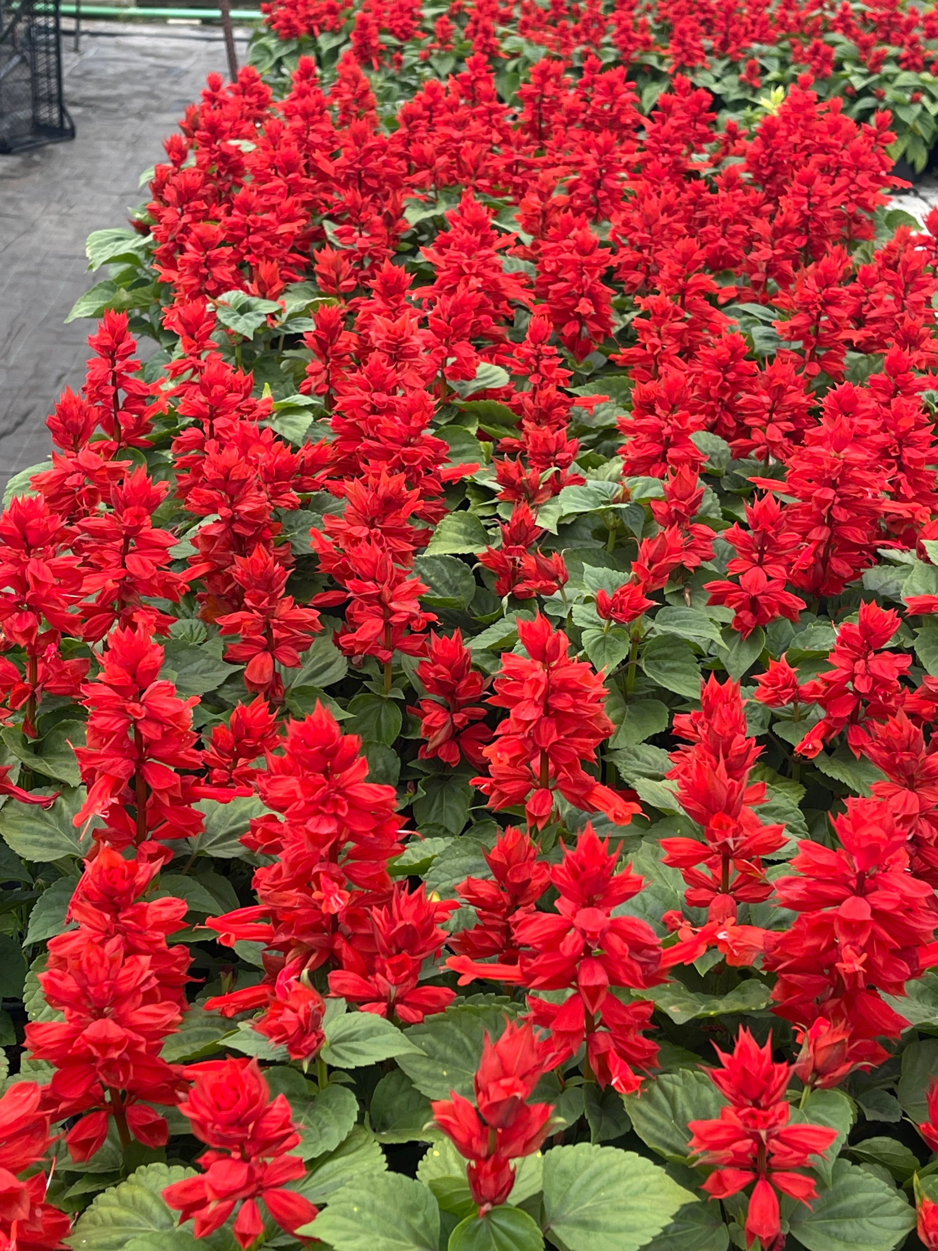 Salvia