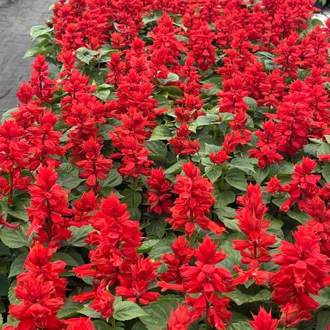Salvia