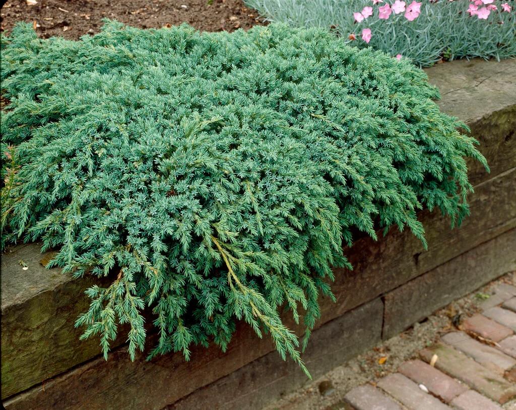 Juniperus Blue Carpet