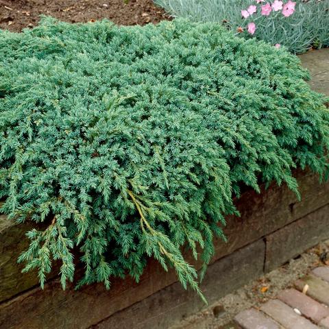 Juniperus Blue Carpet