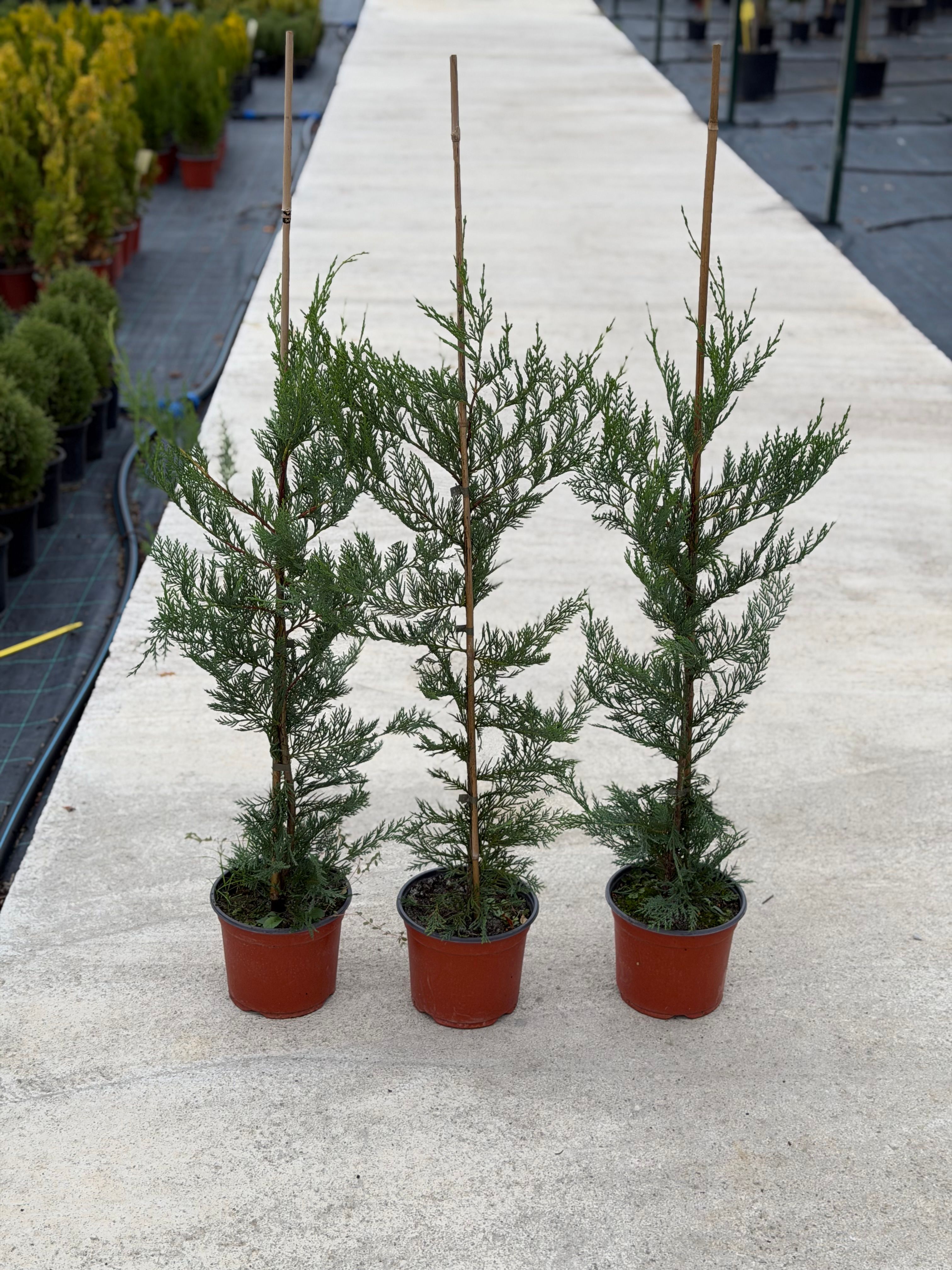 Leylandii