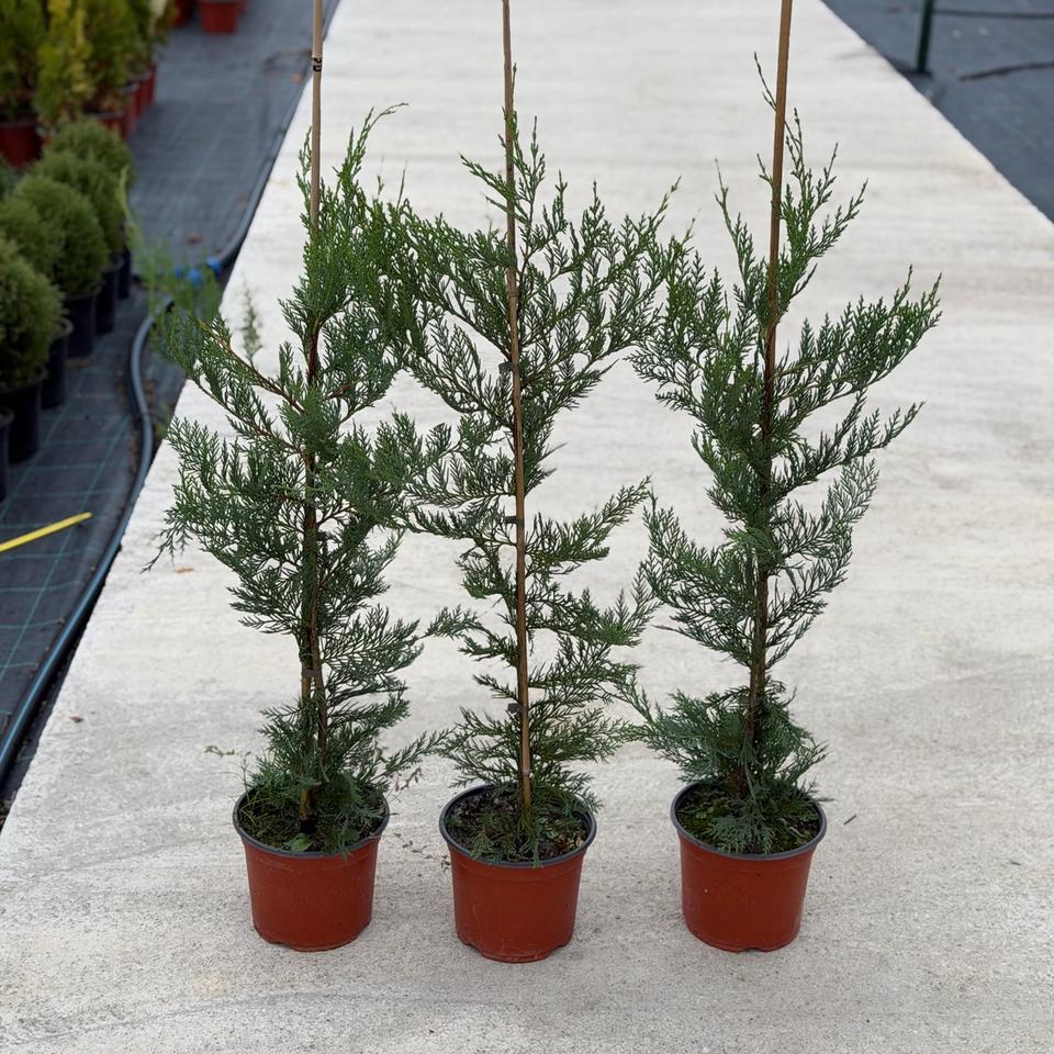 Leylandii