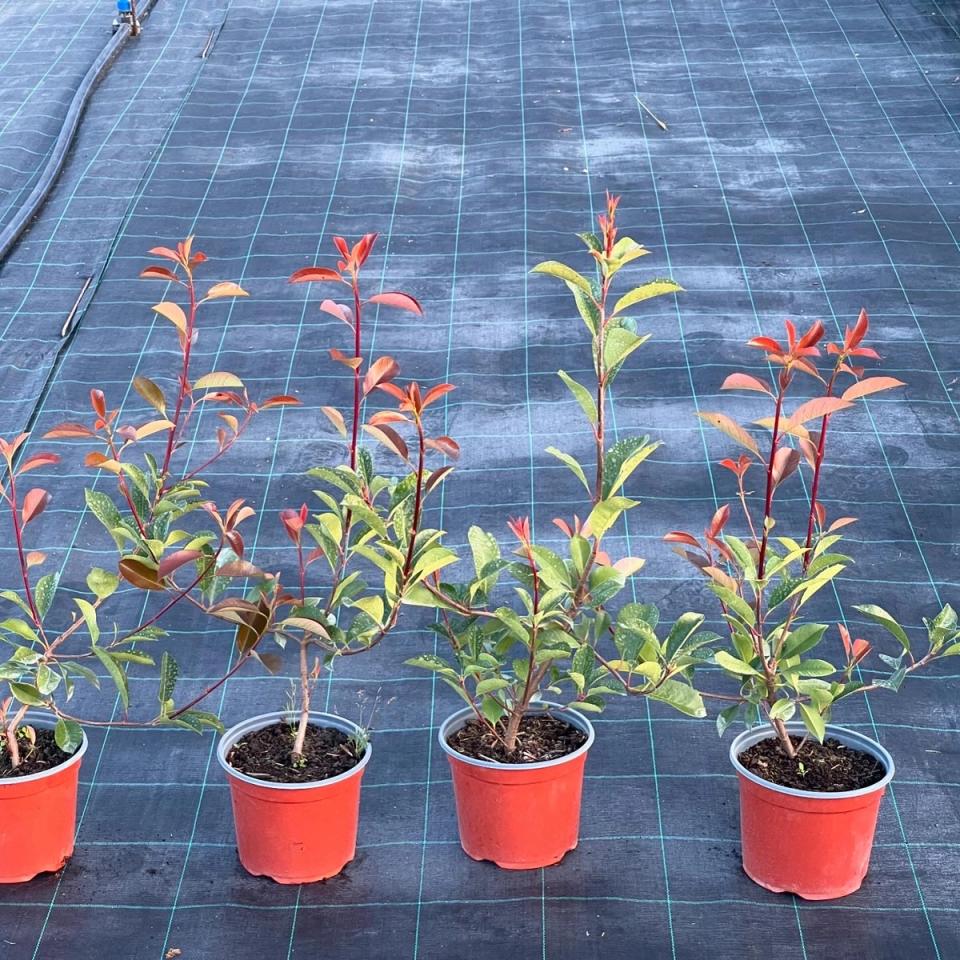 Photinia Red Robin- ziva ograda