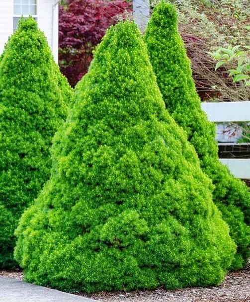 Picea Conica