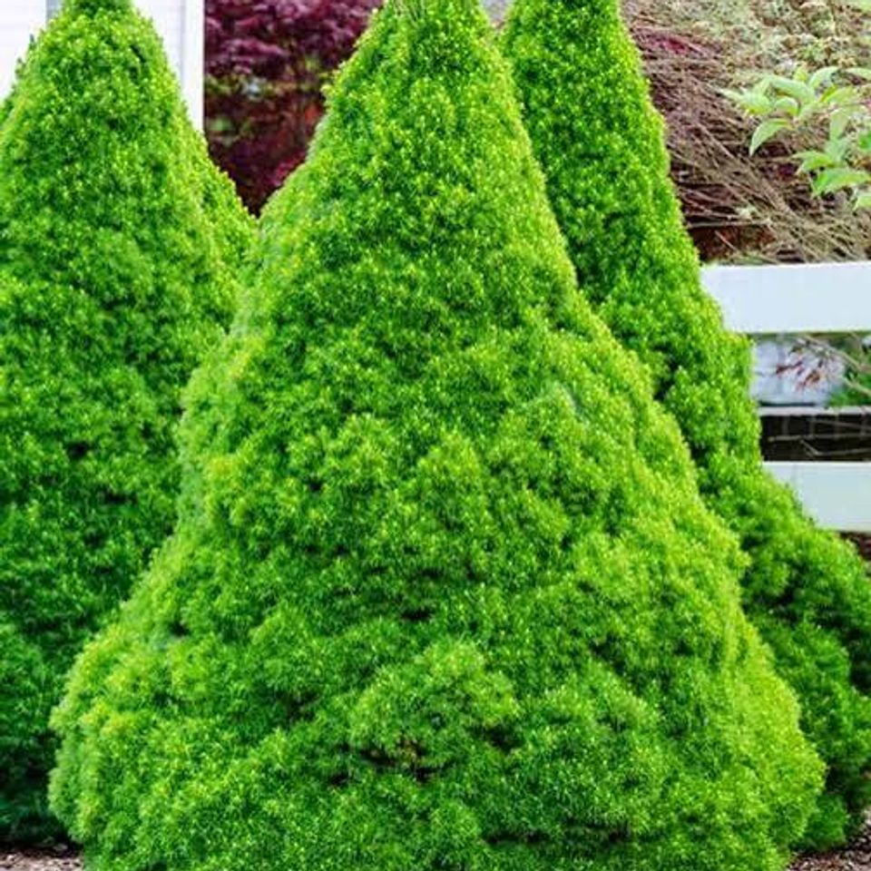 Picea Conica