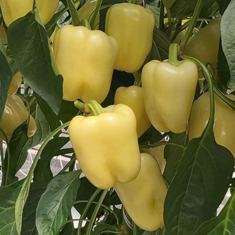 Paprika