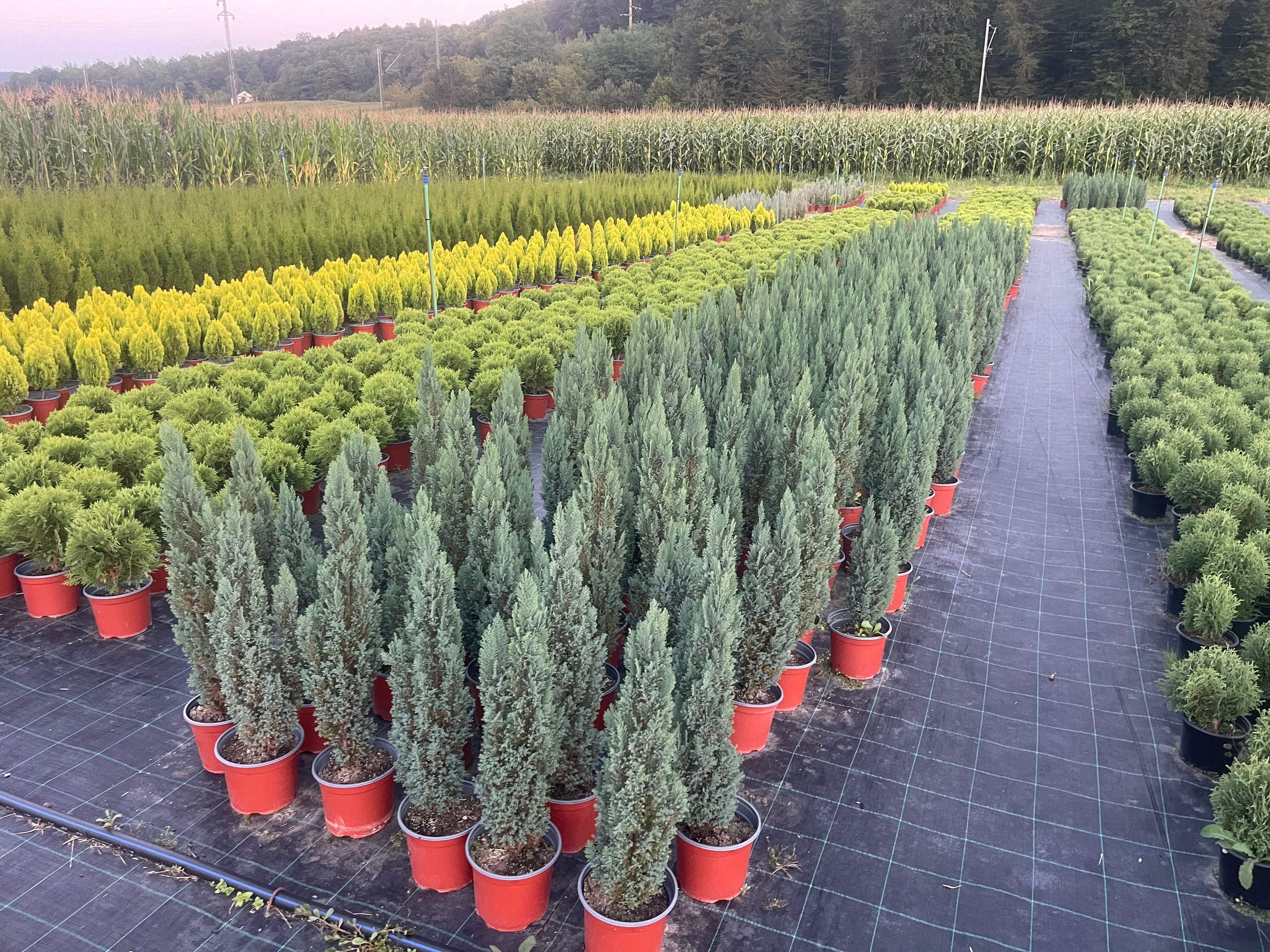 Chamaecyparis lawsoniana "Blue Surprise"