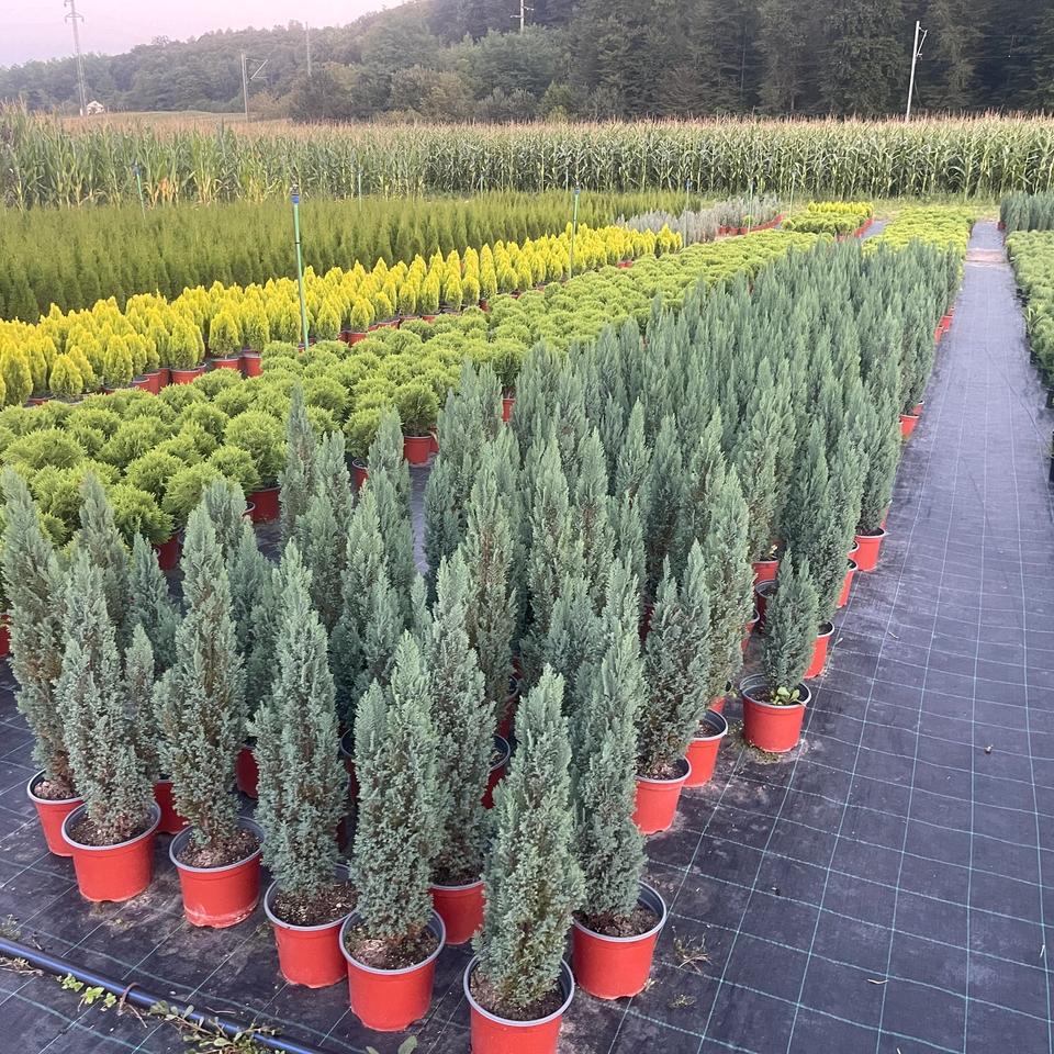 Chamaecyparis lawsoniana "Blue Surprise"