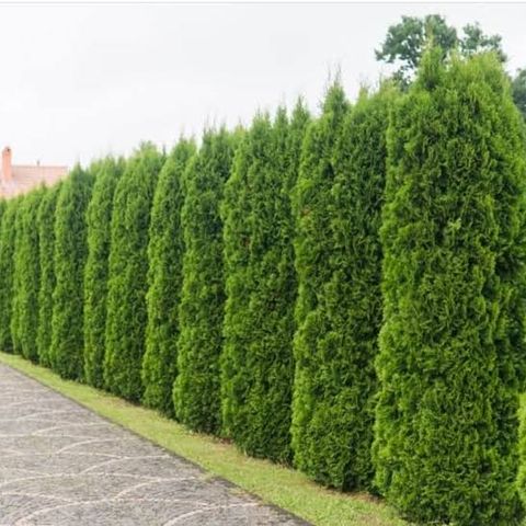 Tuja Columna