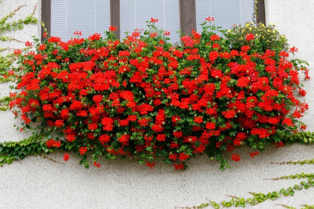 Pelargonija crvena prazna