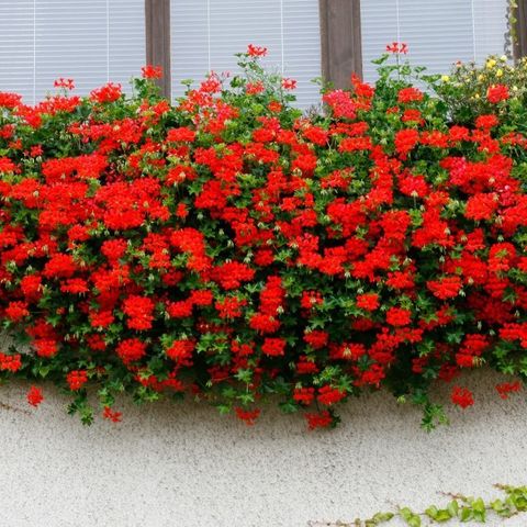 Pelargonija crvena prazna