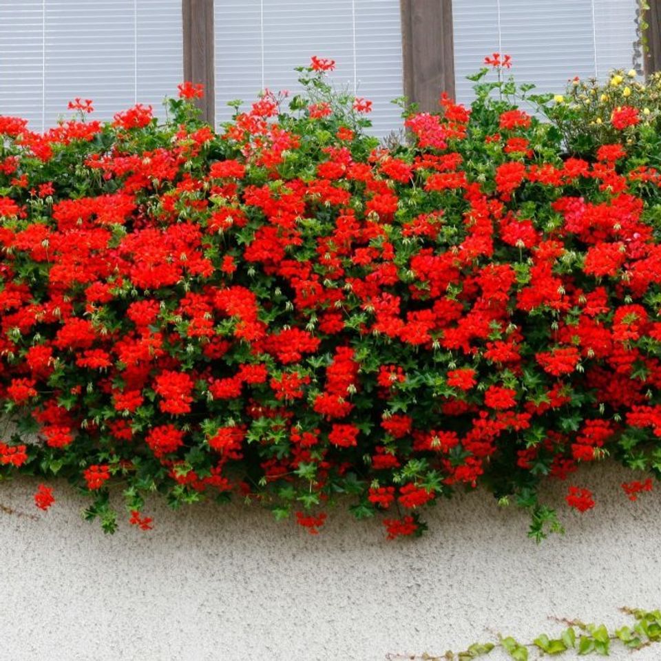 Pelargonija crvena prazna