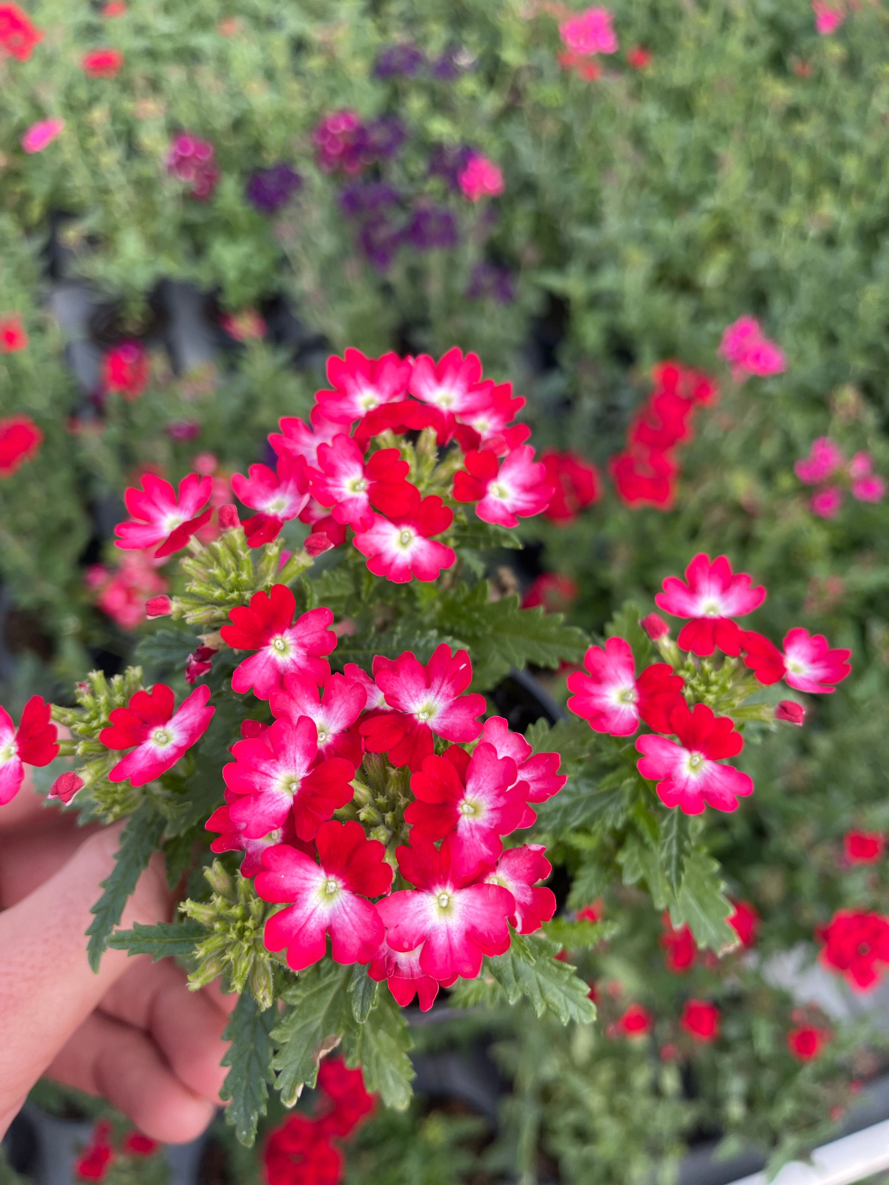Verbena