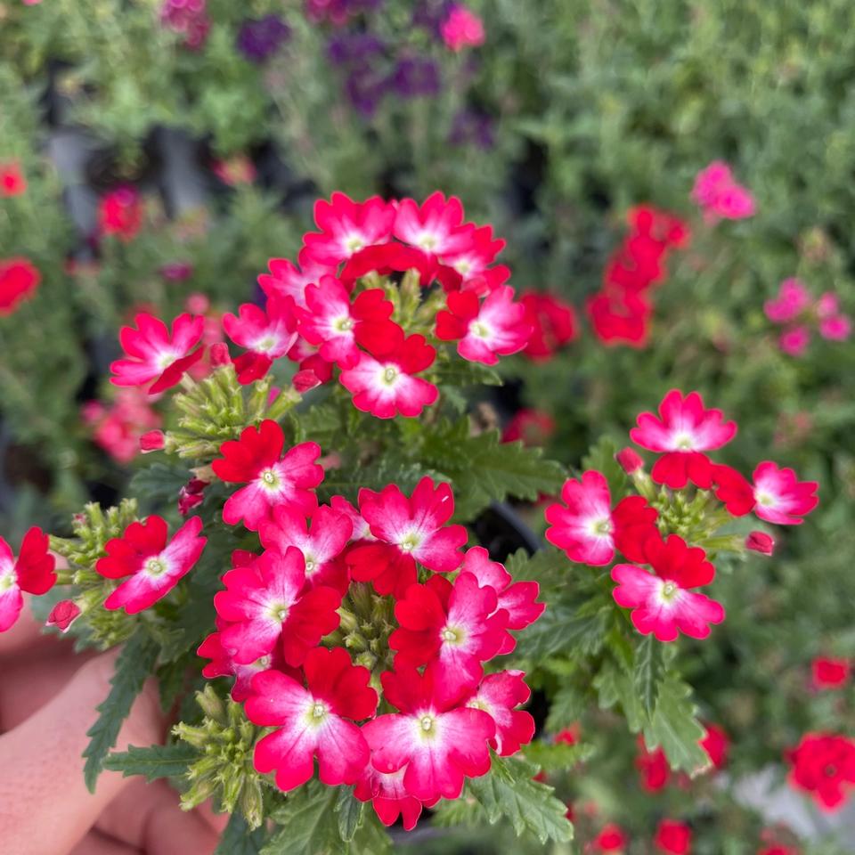 Verbena